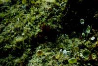  A8-Tritz-macroalgae.jpg 