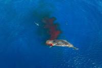 Image de drone réalisée le 27/04 à 10h30. Notez la présence de deux requins peau bleue autour de la carcasse ensanglantée. Photo © Greg Lecoeur
