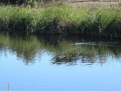 Bank of a waBank of a water body, with a preserved belt of reeds (Phragmites australis). A bird (the common coot Fulica atra) can be seen. Photo © Charles-François Boudouresque.ter body, with a preserved belt of reeds (Phragmites australis). A bird (the common coot Fulica atra) can be seen. Photo © Charles-François Boudouresque.