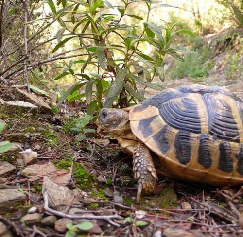 la-tortue-d-hermann_format_512x500.jpg