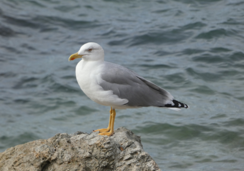 Découverte des oiseaux du Cap Lardier