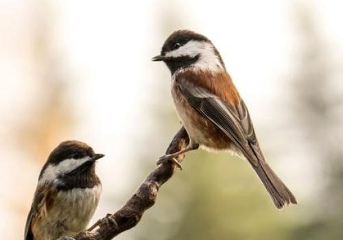 Point Rencontre : Les oiseaux de Pardigon_La Croix-Valmer