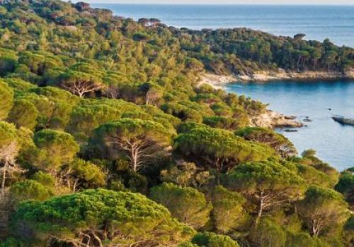 Richesses Croisiennes : Flore et végétation du Cap Lardier_La Croix-Valmer