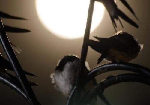 Meeting point: Night listening_La Croix-Valmer