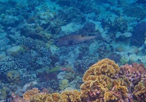 Journée de la biodiversité : Comprendre et protéger les récifs coraliens_La Croix-Valmer