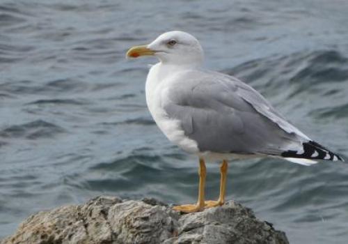 Meeting point with a coastguard: The wildlife of Cap Lardier, protection and monitoring protocols_La Croix-Valmer