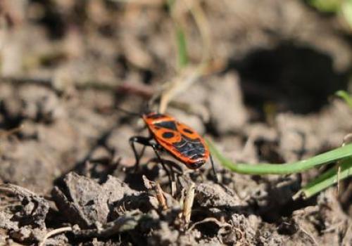 Fête de la nature : Révélez la vie insoupçonnée des sols_La Croix-Valmer
