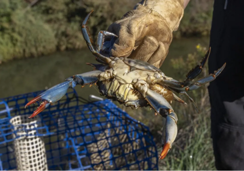 Nature outing: the blue crab, an invasive alien species - UN World Environment Day_Hyères