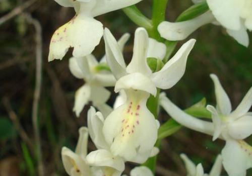 Point Rencontre : Découverte des orchidées du Parc national de Port-Cros_Hyères - Orchis provincialis