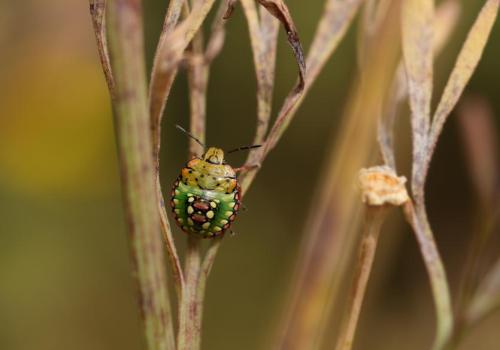 Point rencontre : initiation au monde des insectes_Hyères