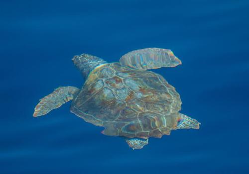 Tortue caouanne - Affiche Jeudis du Fort du Pradeau : les tortues
