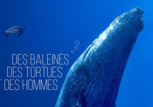 Screening of “Whales, Turtles, and People”_Ramatuelle