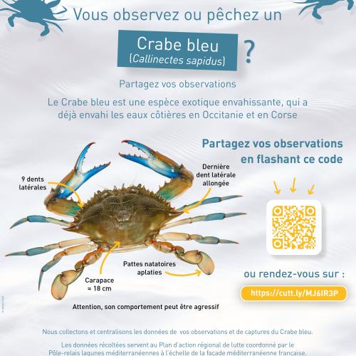 Affiche crabe bleu