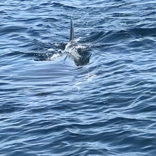 Requin blanc