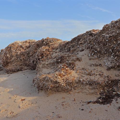 Plage de l'Almanarre - Presqu'ile de Giens ©Muriel Gasquy