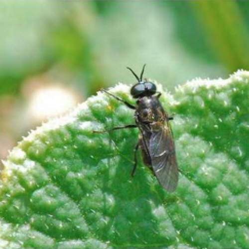 photo de Adoxomia dahlii