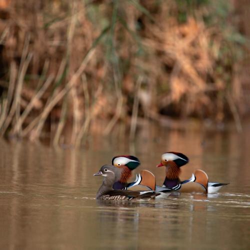 Canards