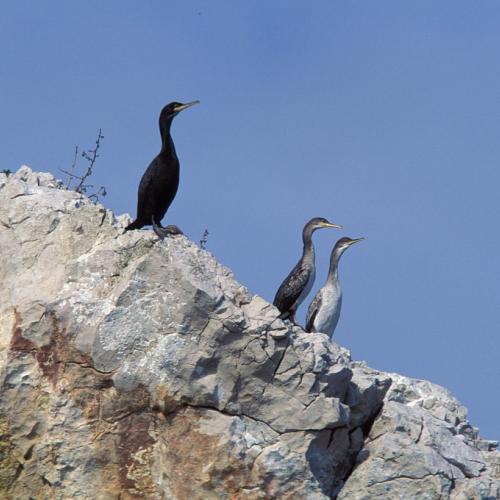 3 cormorans de Desmarest sur un rocher