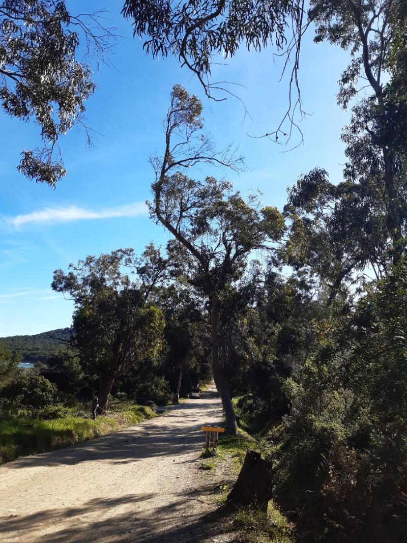 Eucalyptus Courtade