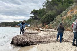 Mesures des banquettes de posidonies