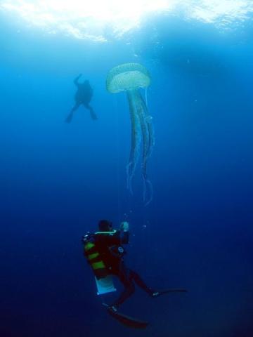 Plongée au milieu des méduses