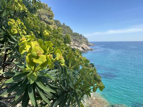 Visite thématique "Qui prend racine en bord de mer ?"_Rayol-Canadel-sur-Mer - Domaine du Rayol