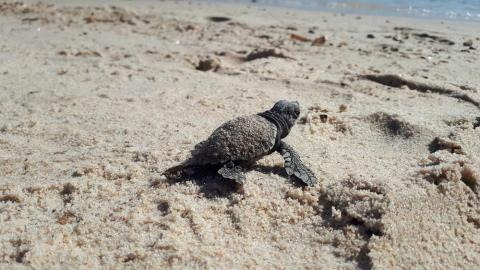 Point Rencontre : Les Tortues marines_Hyères - Tortillon se dirigeant vers la mer