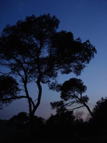 Point rencontre : Balade nocturne (Porquerolles)_Hyères - Pins au clair de lune