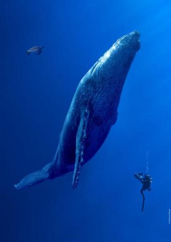 Ecran Nature : Des Baleines, Des Tortues et Des Hommes_La Croix-Valmer