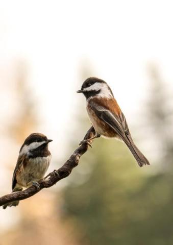 Point Rencontre : Les oiseaux de Pardigon_La Croix-Valmer