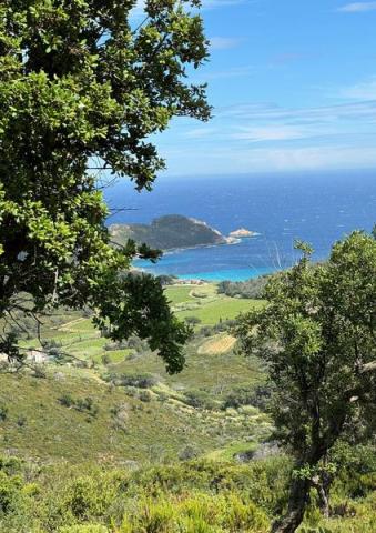 Point rencontre : Flore et végétation du Cap Lardier_La Croix-Valmer