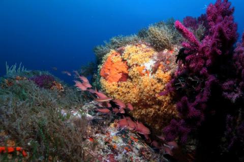 Anthias dans le coralligène - Anthias dans le coralligène