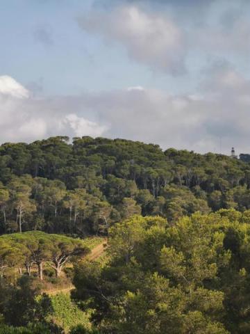 Point rencontre : Forêts méditerranéennes (Porquerolles)_Hyères - Forêt porquerollaise