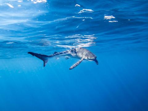 Point rencontre : Les requins en Méditerranée (Porquerolles)_Hyères