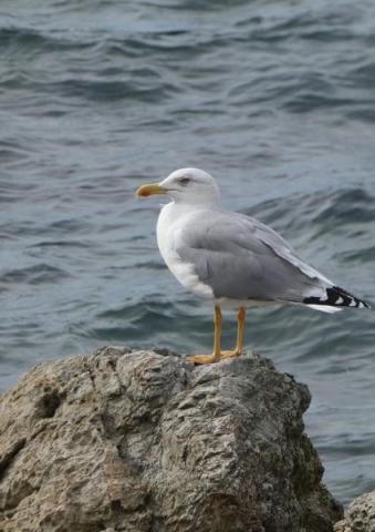 Point rencontre avec un garde du littoral : La faune du Cap Lardier, protection et protocoles de suivi_La Croix-Valmer