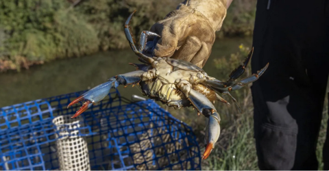 Sortie naturaliste : le crabe bleu, espèce exotique envahissante - Journée mondiale de l'environnement de l'ONU_Hyères