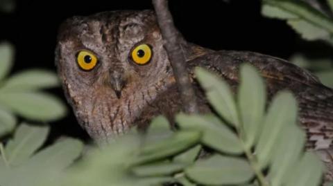 À la rencontre des hiboux petit-ducs - Les rendez-vous biodivertissants de la Métropole_Hyères - Petit-duc
