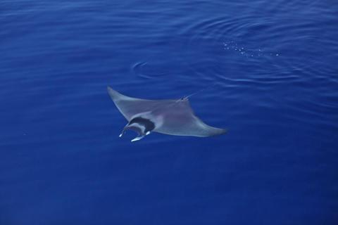 Diable de mer méditerranéen - Photo de couverture pour les jeudis du Pradeau : Raies et requins de Méditerranée