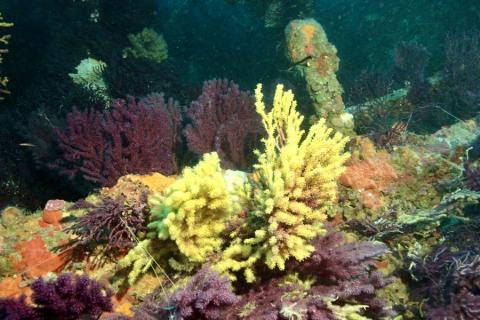 Écran nature : Sous la surface - les trésors vivants de Porquerolles_Hyères