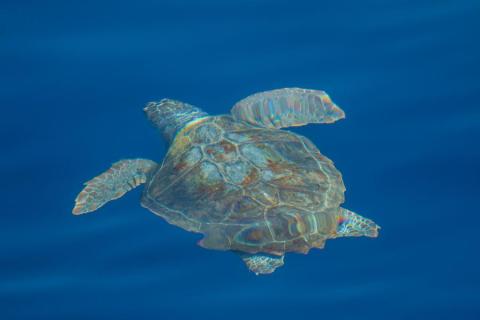 Tortue caouanne - Affiche Jeudis du Fort du Pradeau : les tortues