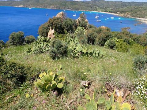 Mobilisation contre les plantes exotiques envahissantes _Ramatuelle