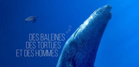 Projection “Des baleines, des tortues et des hommes”_Ramatuelle