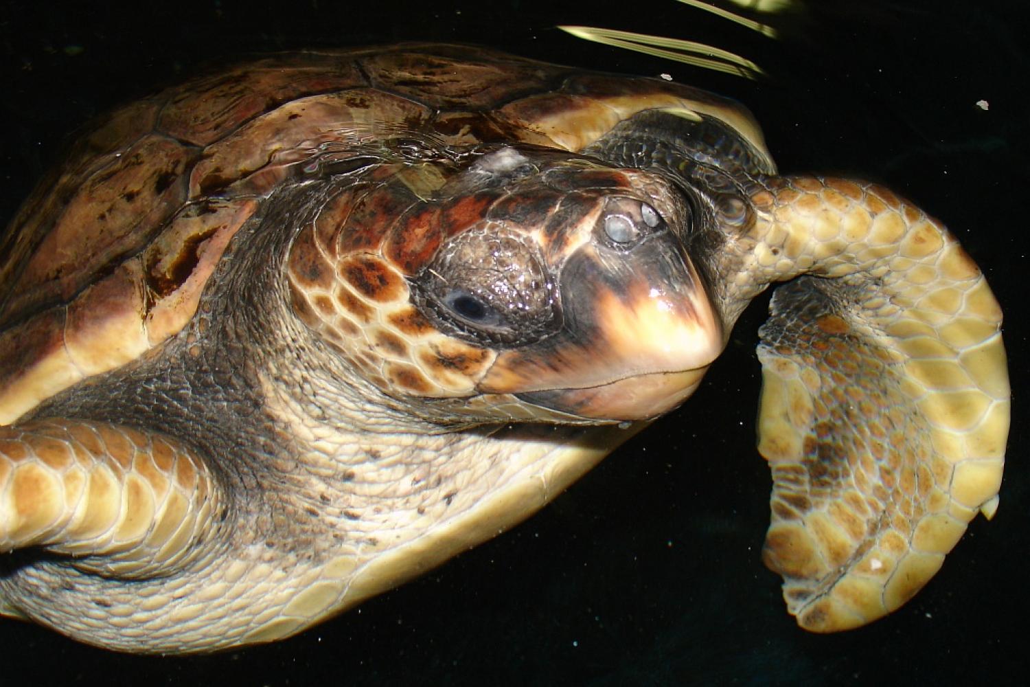 Tortue caouanne