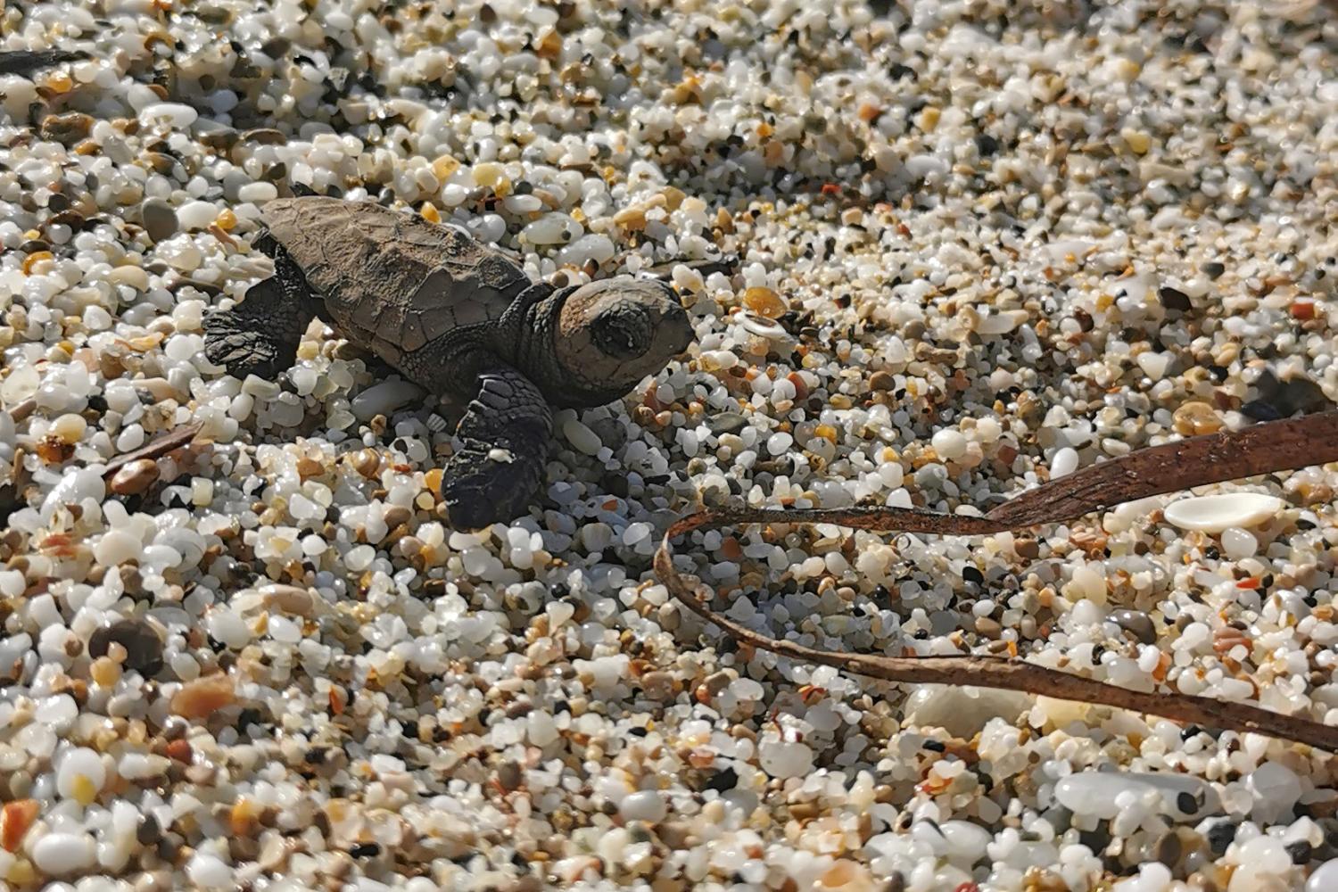 Tortue caouanne juvénile