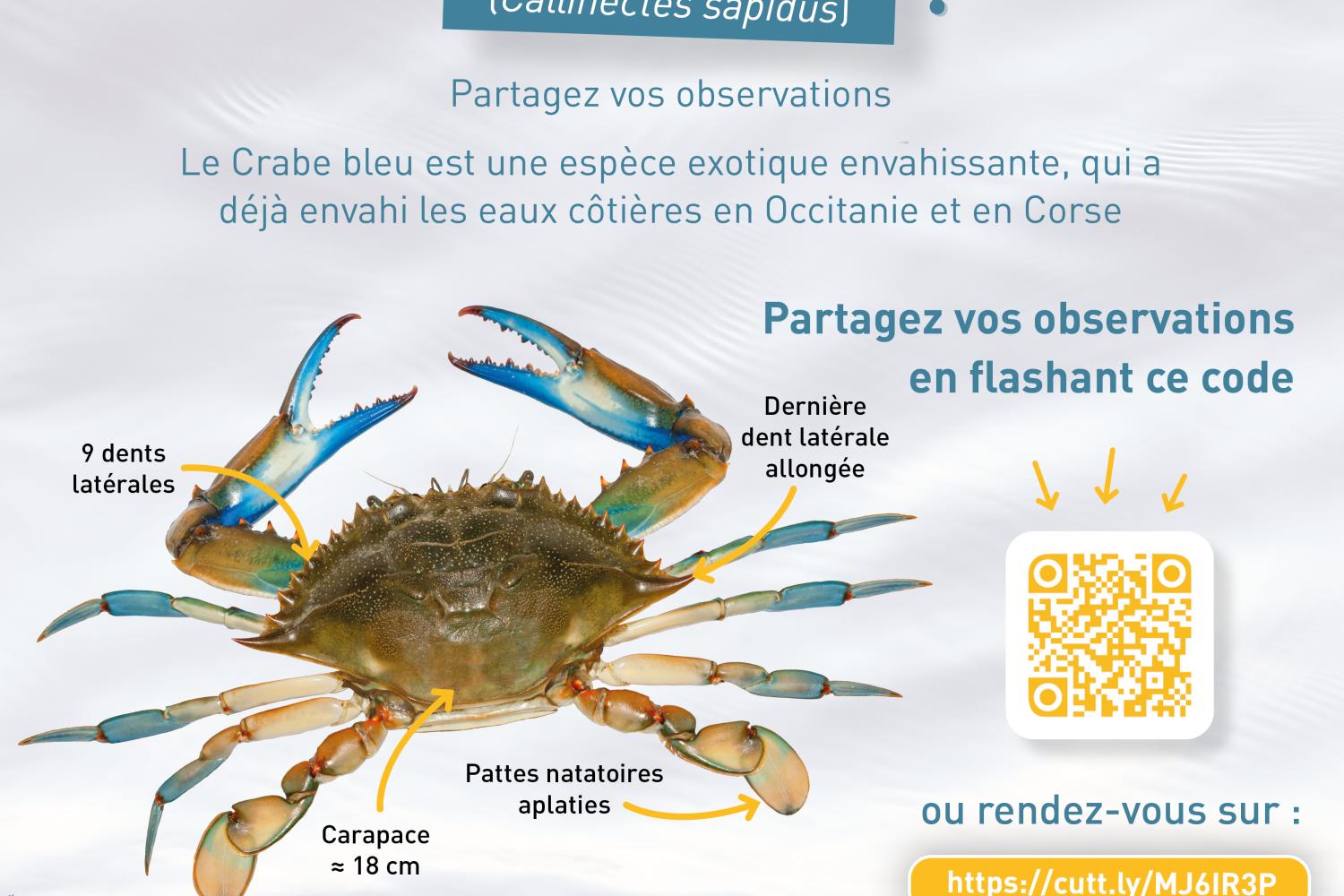Affiche crabe bleu