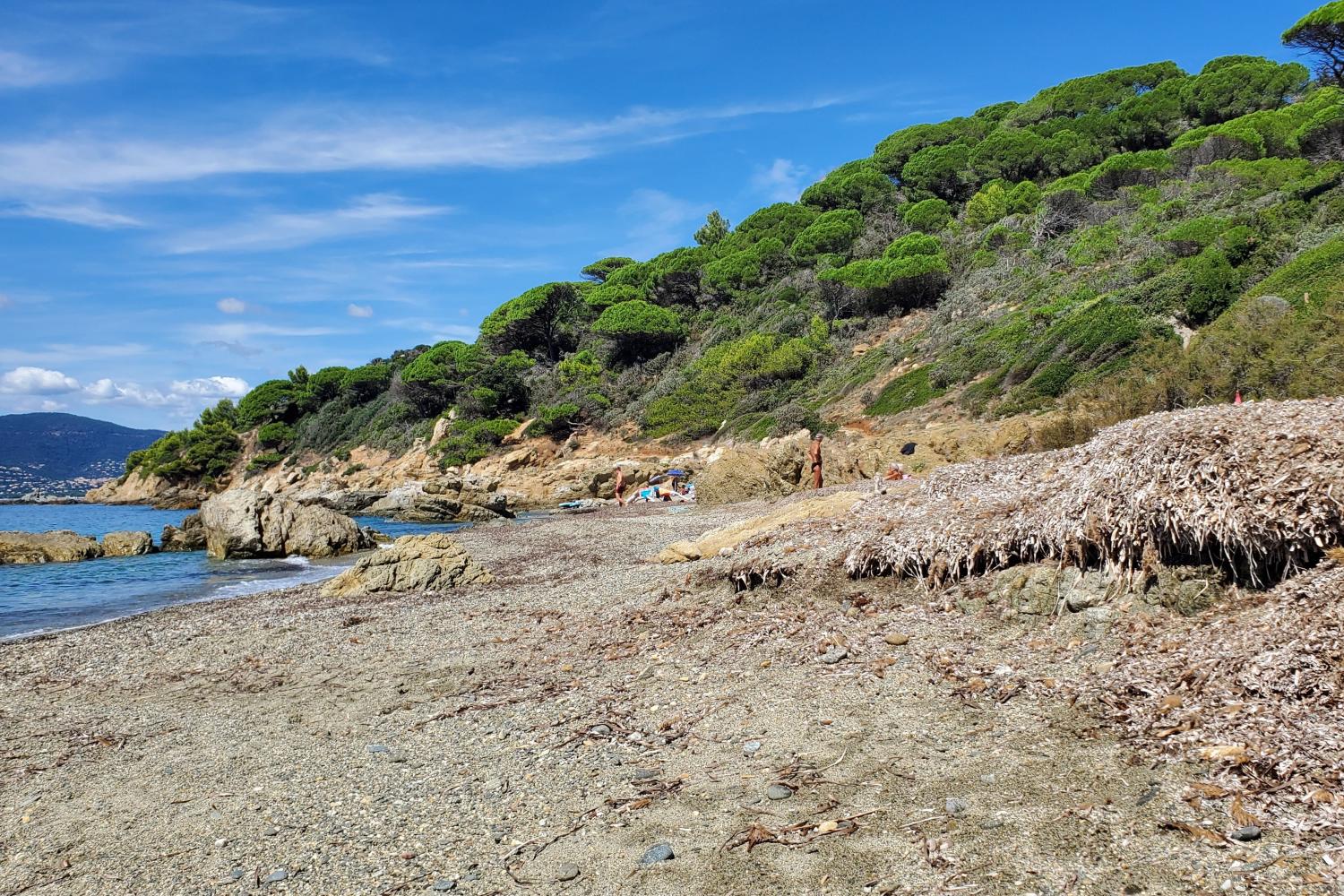 Les banquettes de posidonie stabilisent le sédiment et protègent la plage face à l’érosion …