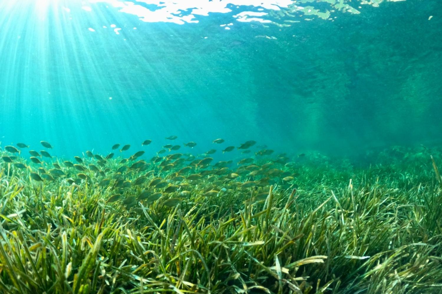 Sans herbier de posidonie, pas de banquette. La protection du littoral de l’érosion commence sous l’eau. 