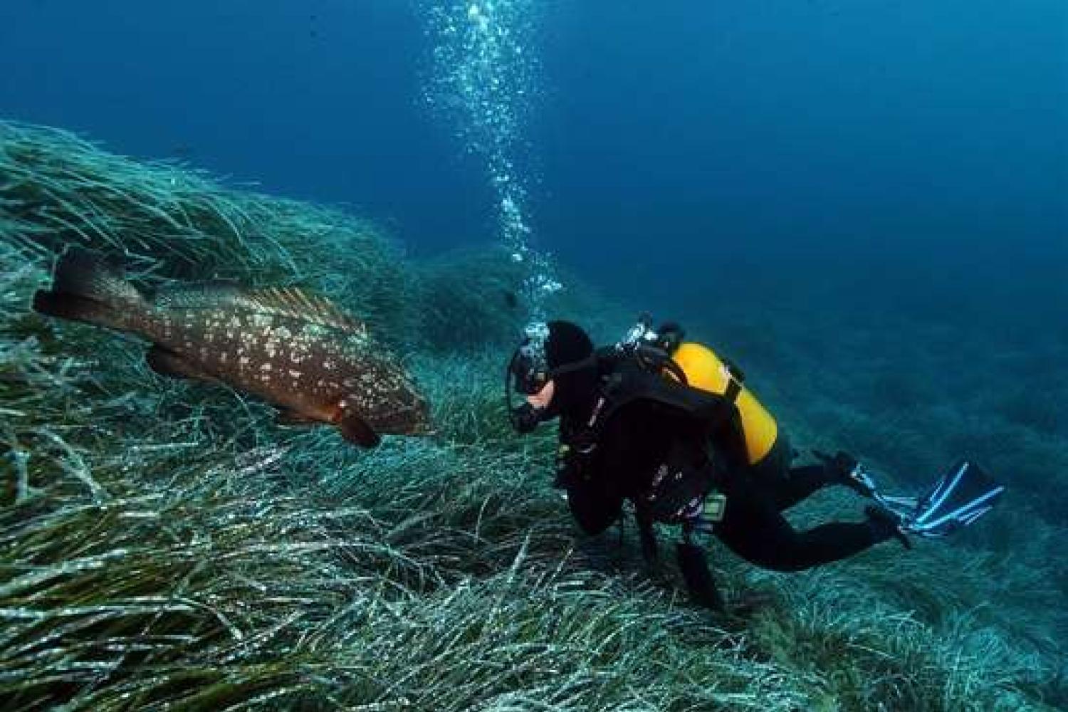 tf1-vous-invite-a-plonger-dans-les-eaux-de-port-cros-3_imagelarge.jpg