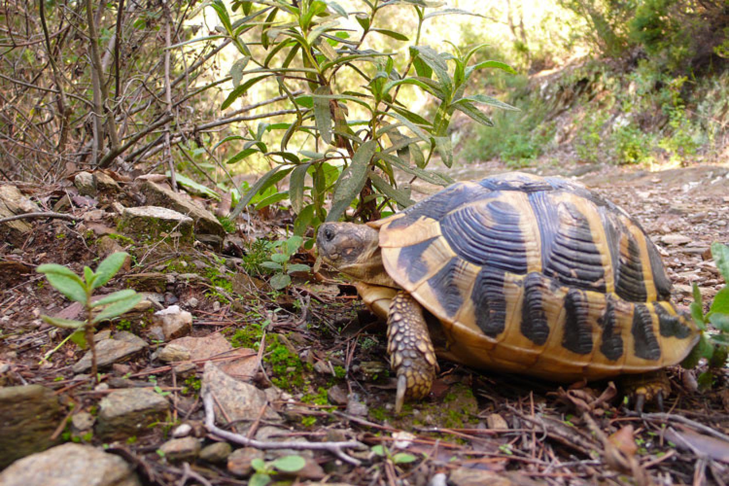 Tortue d'Hermann