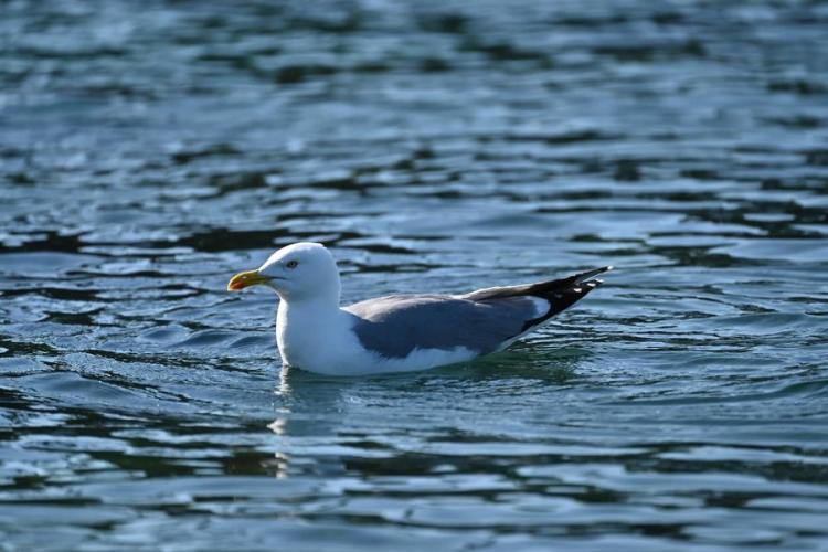 Secretrip vous embarque pour une demi-journée de rêve vers Porquerolles, Giens, la côte sauvage de Giens etc - Un goéland